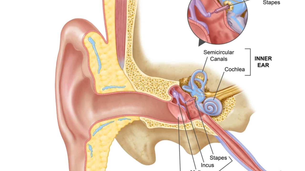 The Link Between Ear Canal Infections and Sinus Problems
